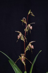 Paphiopedilum Bel Royal Huntington's Tiger AM/AOS 82 pts. inflorescence